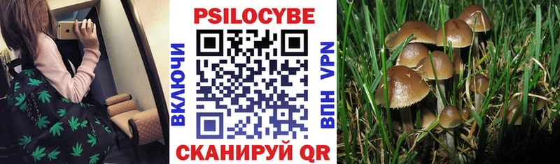 Псилоцибиновые грибы Cubensis  Шумиха 